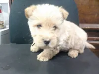 Maddie, a female Scottish Terrier for sale in Mead, WA – 4 of 6