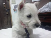 Maddie, a female Scottish Terrier for sale in Mead, WA – 3 of 6
