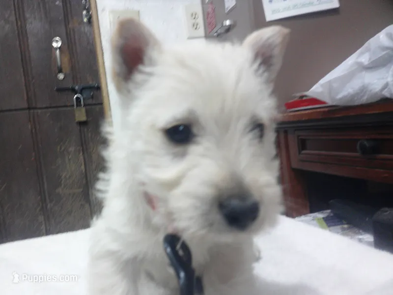Miss Plum Purple collar – Scottish Terrier puppy for sale in Mead, WA