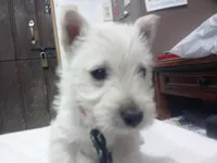 Miss Plum Purple collar, a male Scottish Terrier for sale in Mead, WA – 1 of 4