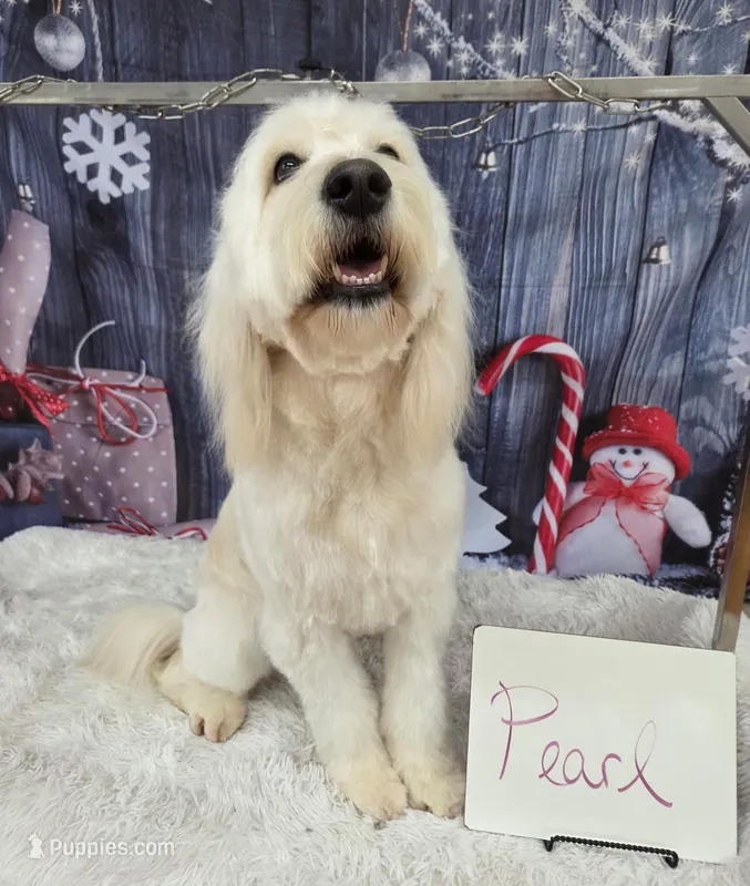 Pearl – English Goldendoodle puppy for sale in Edwardsville, IL