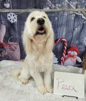 Pearl, a female English Goldendoodle for sale in Edwardsville, IL – Photo 1 of 2