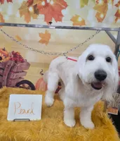 Pearl, a female English Goldendoodle for sale in Edwardsville, IL – Photo 2 of 2