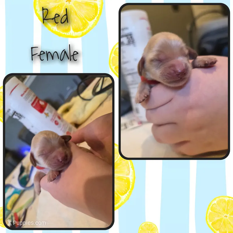 Female 1 – Goldendoodle, Miniature Goldendoodle puppy for sale in Edwardsville, IL