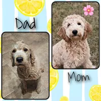 Male 4, a male Goldendoodle and Miniature Goldendoodle for sale in Edwardsville, IL – 2 of 2