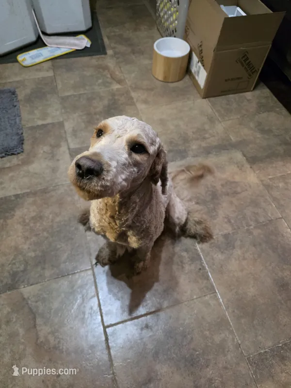 Seamus , a male Goldendoodle for sale in Edwardsville, IL – Photo 1 of 3