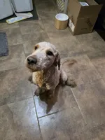 Seamus , a male Goldendoodle for sale in Edwardsville, IL – Photo 1 of 3