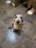 Seamus , a male Goldendoodle for sale in Edwardsville, IL – Photo 3 of 3