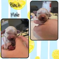 Male 1, a male Goldendoodle and Miniature Goldendoodle for sale in Edwardsville, IL – 1 of 2