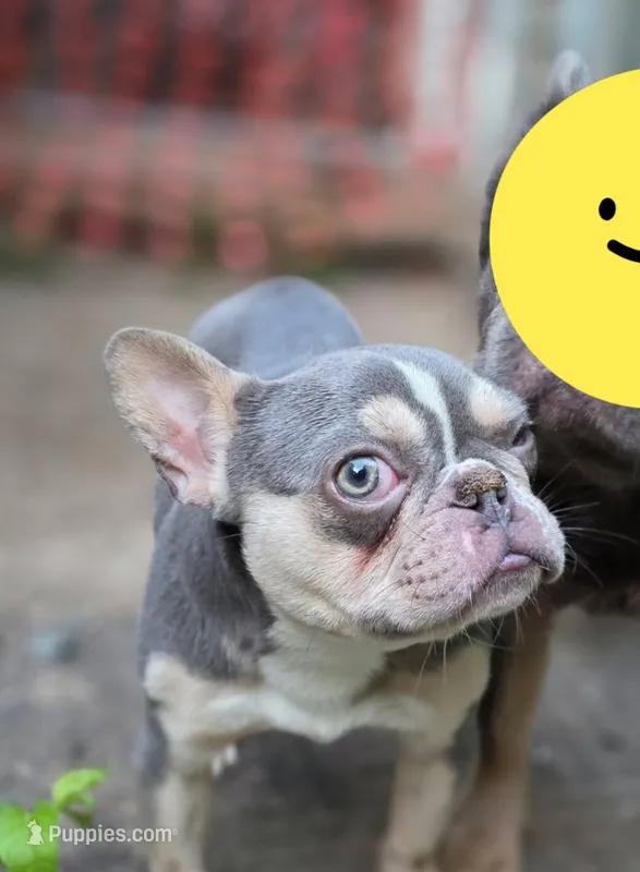 Stella – French Bulldog puppy for sale in St. Louis, MO