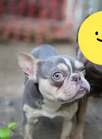 Stella, a female French Bulldog for sale in St. Louis, MO – 1 of 1