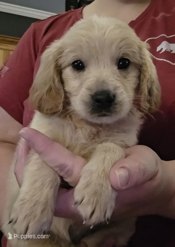 Male 1 – Goldendoodle, Miniature Goldendoodle puppy for sale in St. Louis, MO