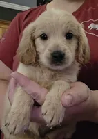Male 1, a male Goldendoodle and Miniature Goldendoodle for sale in St. Louis, MO – 1 of 2