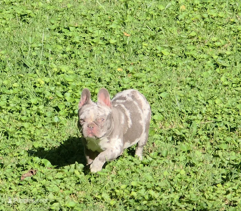 Iris – French Bulldog puppy for sale in St. Louis, MO