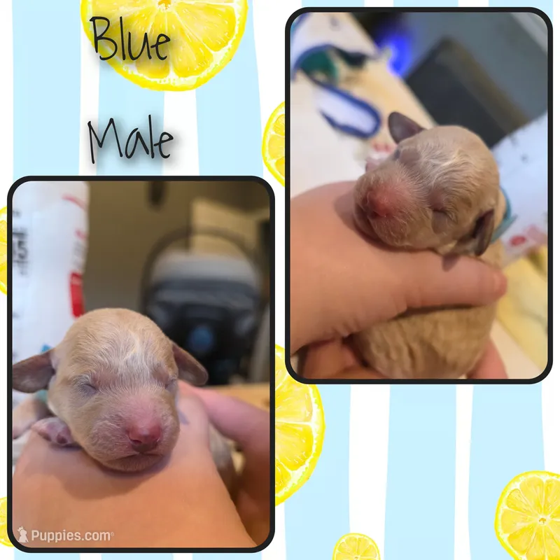 Male 2 – Goldendoodle, Miniature Goldendoodle puppy for sale in Edwardsville, IL