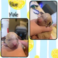 Male 2, a male Goldendoodle and Miniature Goldendoodle for sale in Edwardsville, IL – 1 of 2