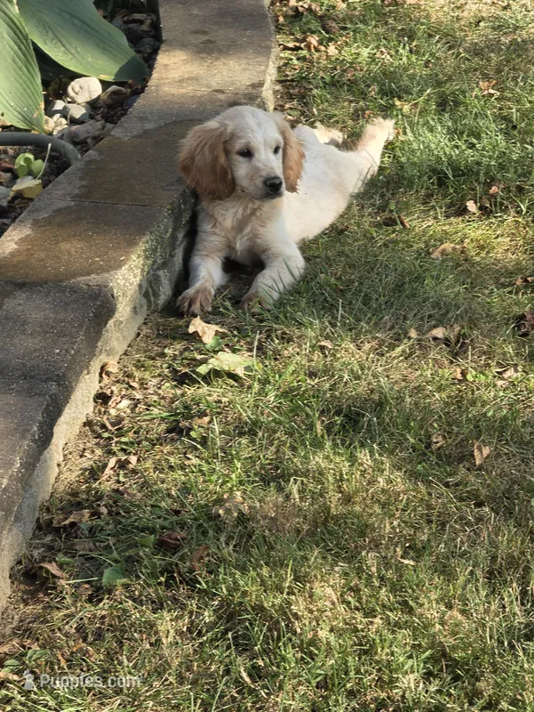 Moe – Goldendoodle, Miniature Goldendoodle puppy for sale in St. Louis, MO