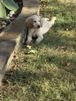 Moe, a male Goldendoodle and Miniature Goldendoodle for sale in St. Louis, MO – 1 of 3
