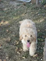 Curly, a male Goldendoodle and Miniature Goldendoodle for sale in St. Louis, MO – 2 of 3