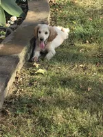 Moe, a male Goldendoodle and Miniature Goldendoodle for sale in St. Louis, MO – 2 of 3