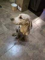 Seamus, a male Goldendoodle for sale in Edwardsville, IL – 4 of 5