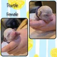 Female 2, a female Goldendoodle and Miniature Goldendoodle for sale in Edwardsville, IL – 1 of 2
