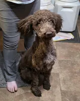 Ethyl , a female Goldendoodle for sale in Edwardsville, IL – Photo 4 of 4