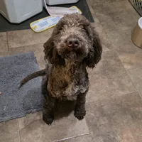 Ethyl , a female Goldendoodle for sale in Edwardsville, IL – Photo 3 of 4