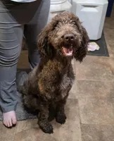 Ethyl , a female Goldendoodle for sale in Edwardsville, IL – Photo 2 of 4