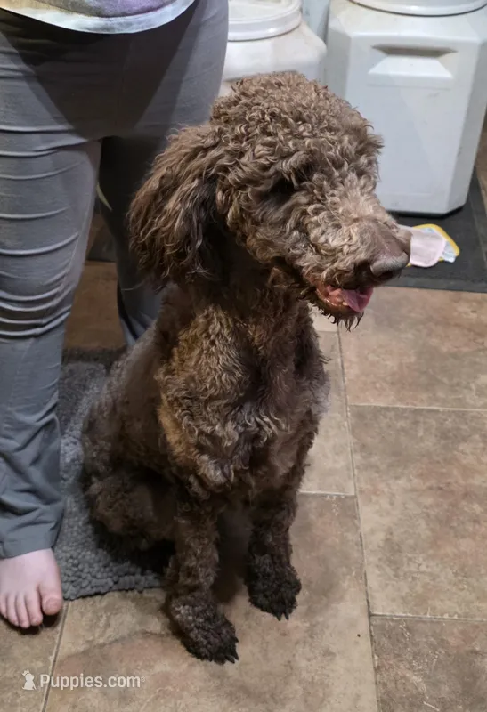 Ethyl  – Goldendoodle puppy for sale in Edwardsville, IL