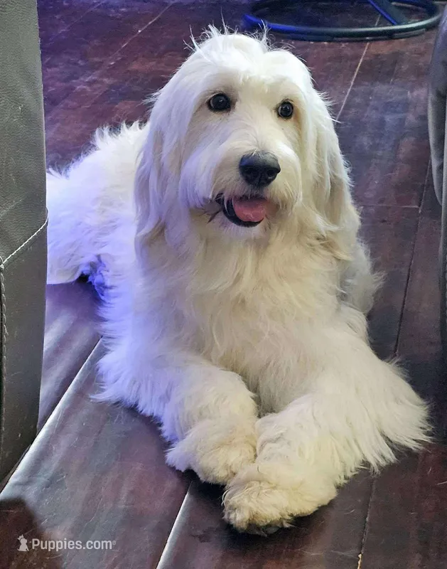 Pearl – Goldendoodle, English Goldendoodle puppy for sale in Edwardsville, IL