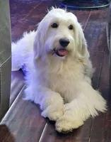 Pearl, a female Goldendoodle and English Goldendoodle for sale in Edwardsville, IL – 1 of 1