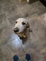 Seamus, a male Goldendoodle for sale in Edwardsville, IL – 2 of 5
