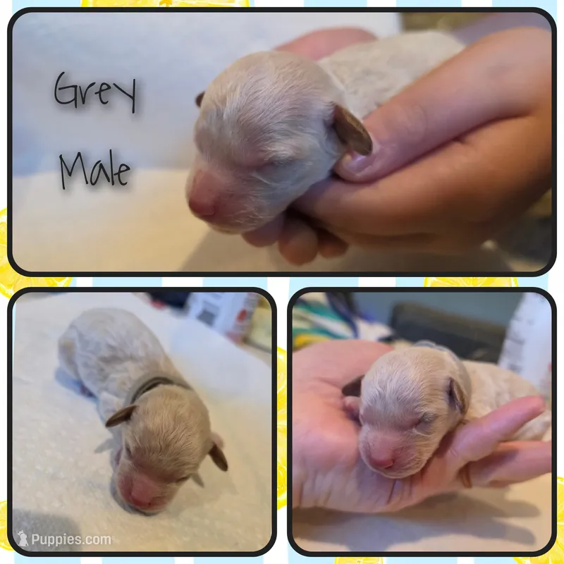 Male 4 – Goldendoodle, Miniature Goldendoodle puppy for sale in Edwardsville, IL