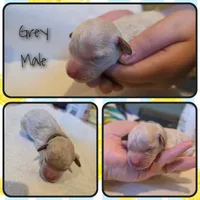 Male 4, a male Goldendoodle and Miniature Goldendoodle for sale in Edwardsville, IL – 1 of 2