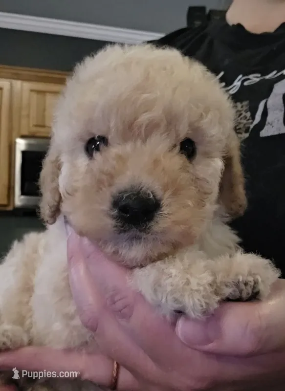 Male 3 – Goldendoodle, Miniature Goldendoodle puppy for sale in St. Louis, MO