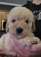 Male 3, a male Goldendoodle and Miniature Goldendoodle for sale in St. Louis, MO – 1 of 2