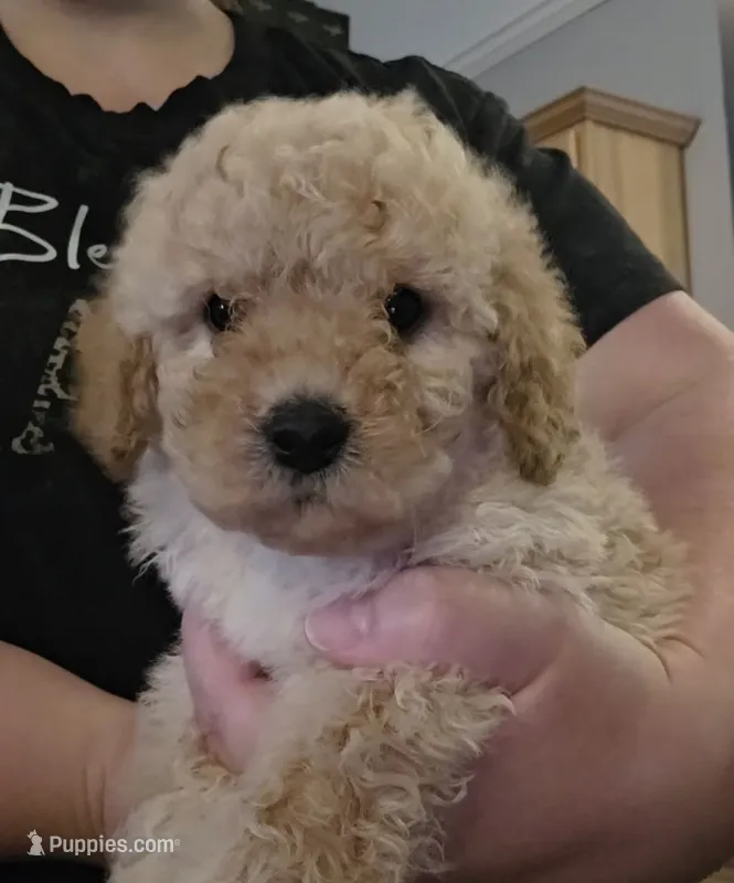 Male 4 – Goldendoodle, Miniature Goldendoodle puppy for sale in St. Louis, MO