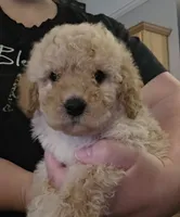 Male 4, a male Goldendoodle and Miniature Goldendoodle for sale in St. Louis, MO – 1 of 2