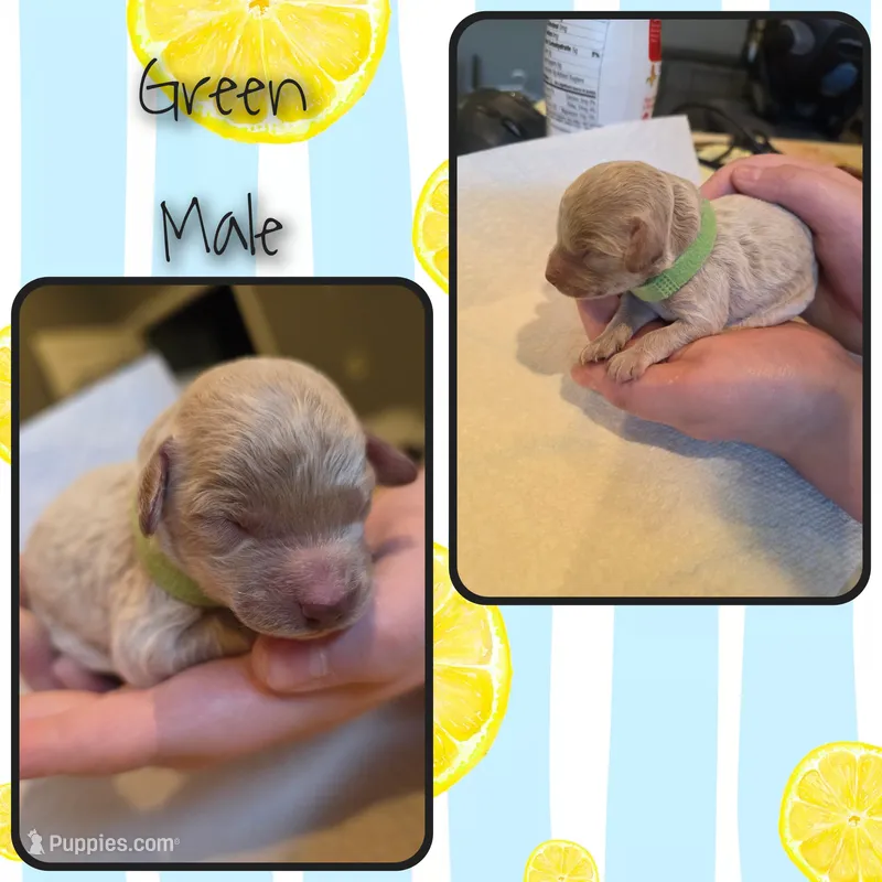 Male 3 – Goldendoodle, Miniature Goldendoodle puppy for sale in Edwardsville, IL
