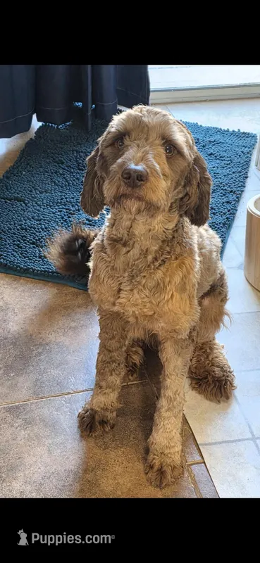 Milton – Goldendoodle puppy for sale in Edwardsville, IL