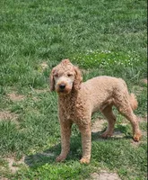 Seamus, a male Goldendoodle for sale in Edwardsville, IL – 5 of 5