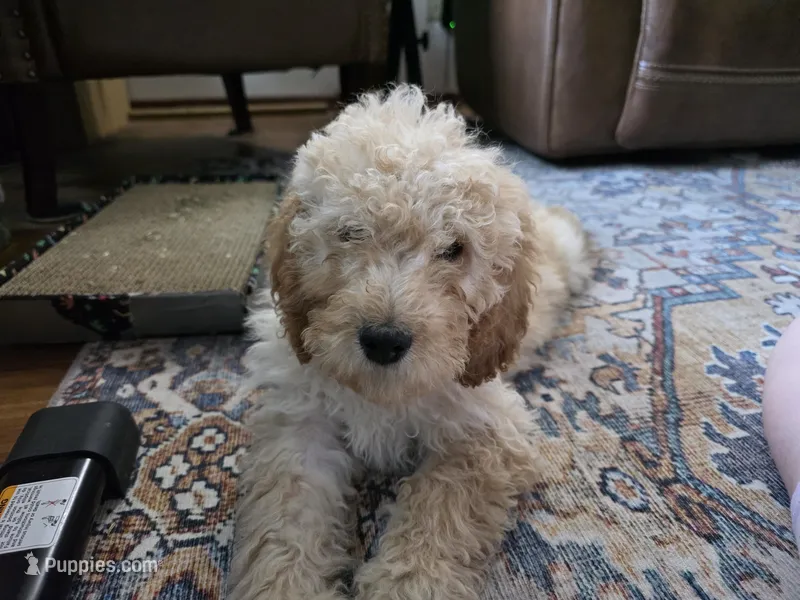 Curly – Goldendoodle, Miniature Goldendoodle puppy for sale in St. Louis, MO