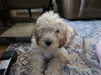 Curly, a male Goldendoodle and Miniature Goldendoodle for sale in St. Louis, MO – 1 of 3