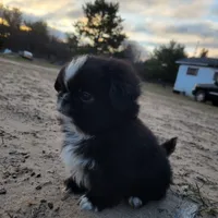 Mister, a male Japanese Chin and Pekingese for sale in Necedah, WI – Photo 1 of 7