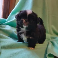 Mister, a male Japanese Chin and Pekingese for sale in Necedah, WI – Photo 3 of 7