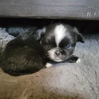 Mister, a male Japanese Chin and Pekingese for sale in Necedah, WI – Photo 6 of 7