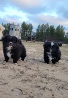 Mister, a male Japanese Chin and Pekingese for sale in Necedah, WI – Photo 4 of 7
