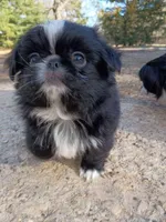 Mister, a male Japanese Chin and Pekingese for sale in Necedah, WI – Photo 7 of 7