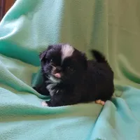 Mister, a male Japanese Chin and Pekingese for sale in Necedah, WI – Photo 5 of 7